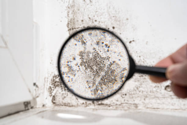 Best Forensic Mold Investigation  in Pennington Gap, VA